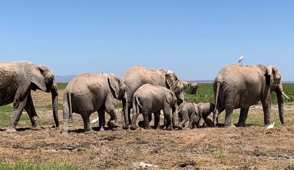 Elephant herd crossing the Maasai Mara plains